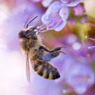 Bee and Echium